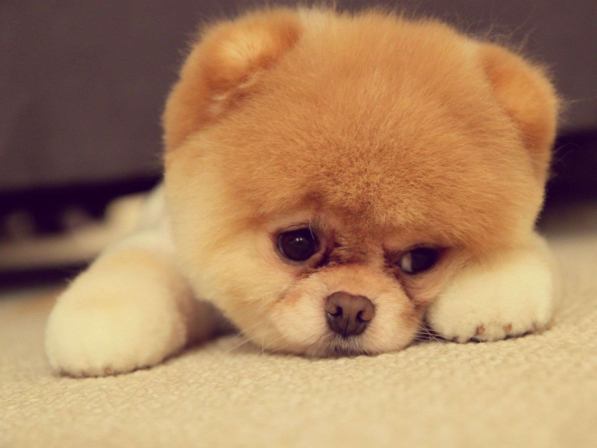 1920x1440 Puppy Wallpaper Free