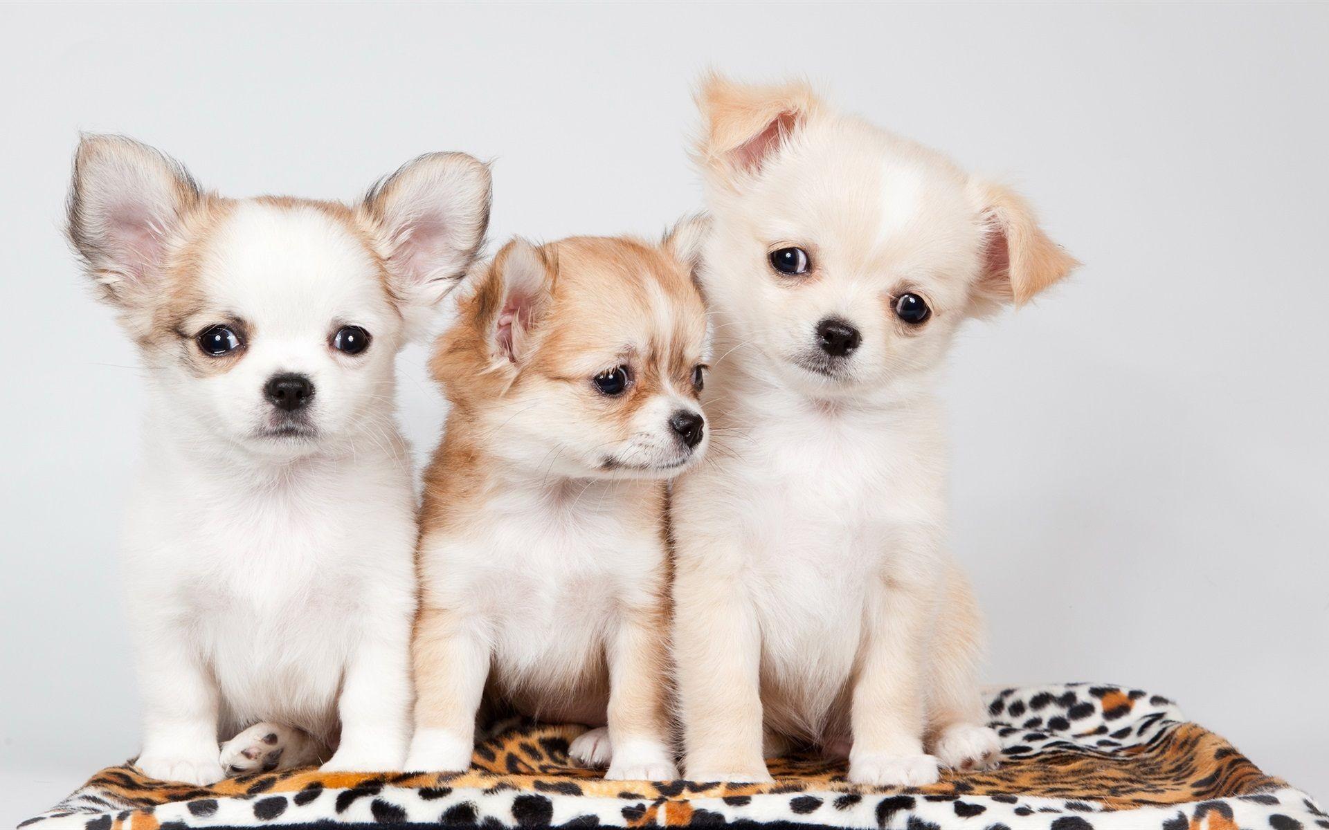 1920x1200 Christmas Puppies Wallpaper