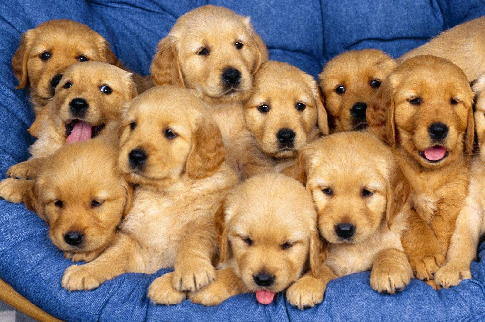 1600x1062 Wallpaper dogs puppies