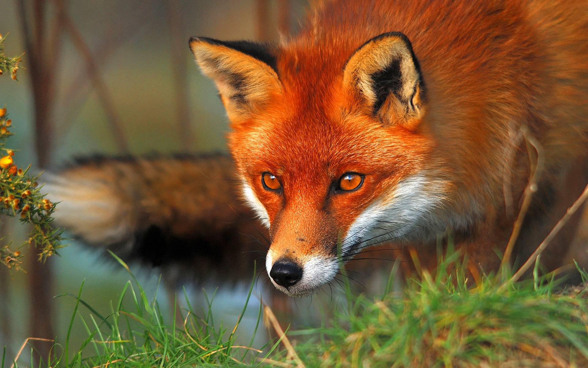 Red Fox Wallpapers Top Free Red Fox Backgrounds WallpaperAccess