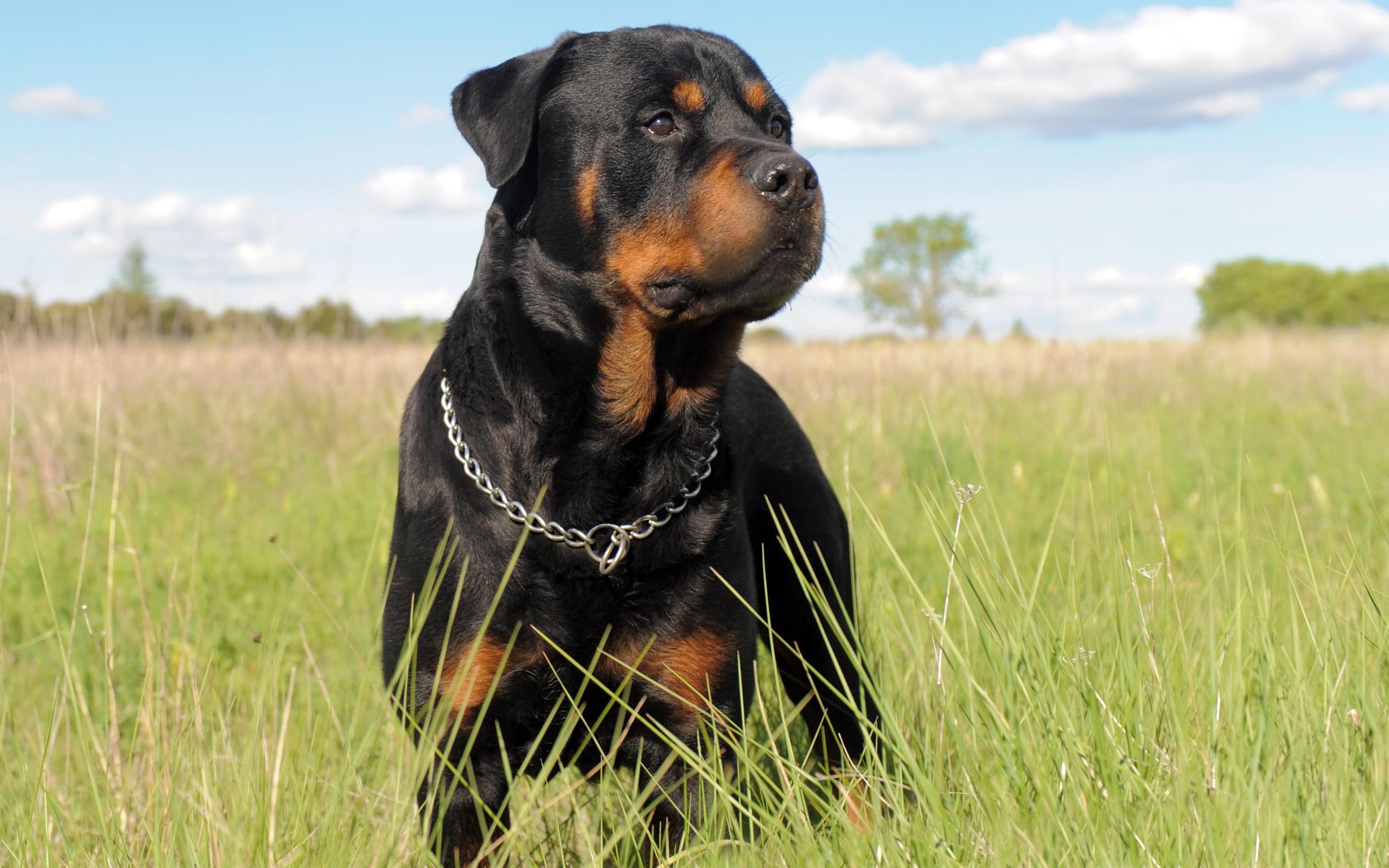 Rottweiler Wallpapers - Top Free