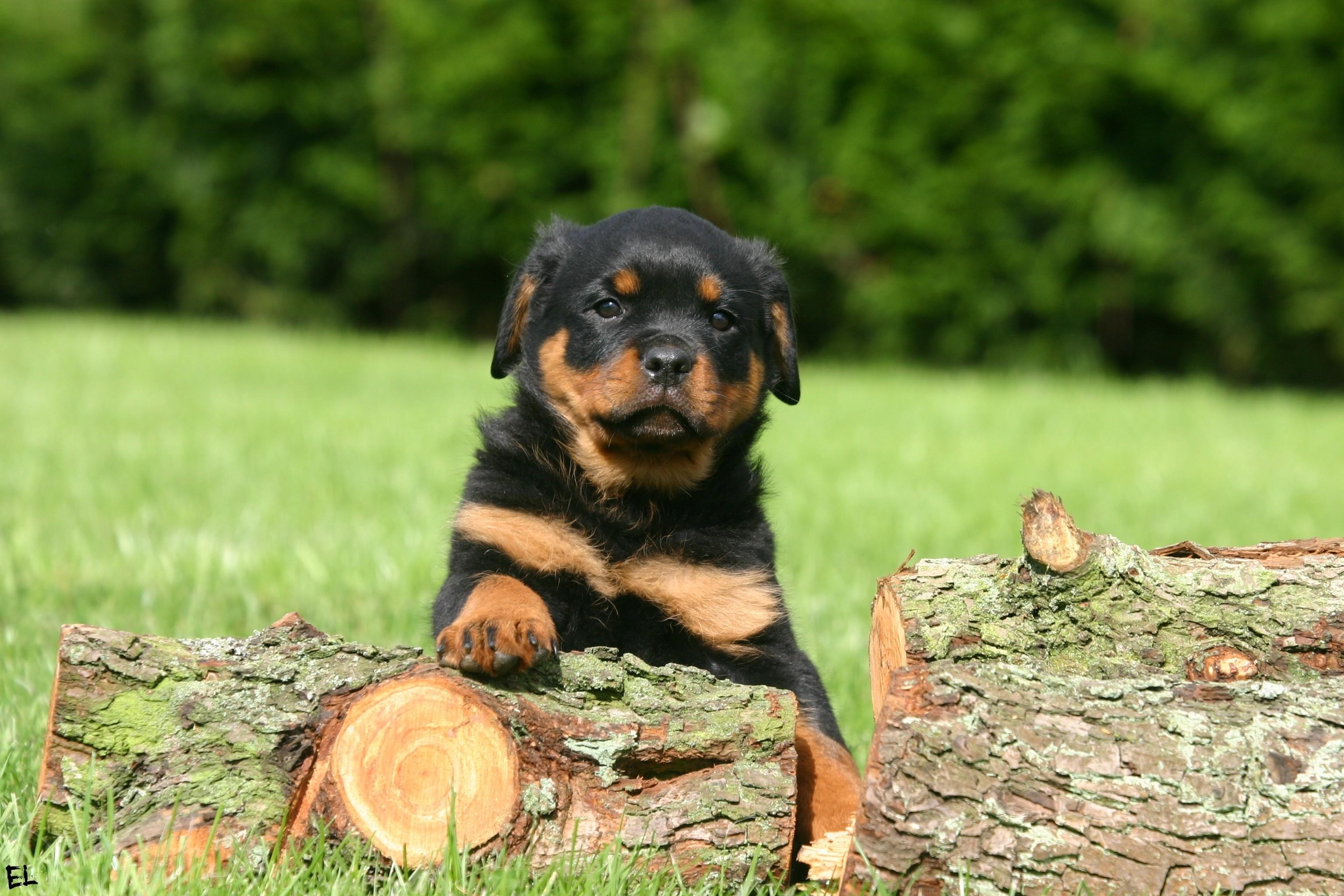 Rottweiler Wallpapers - Top Free Rottweiler Backgrounds - WallpaperAccess