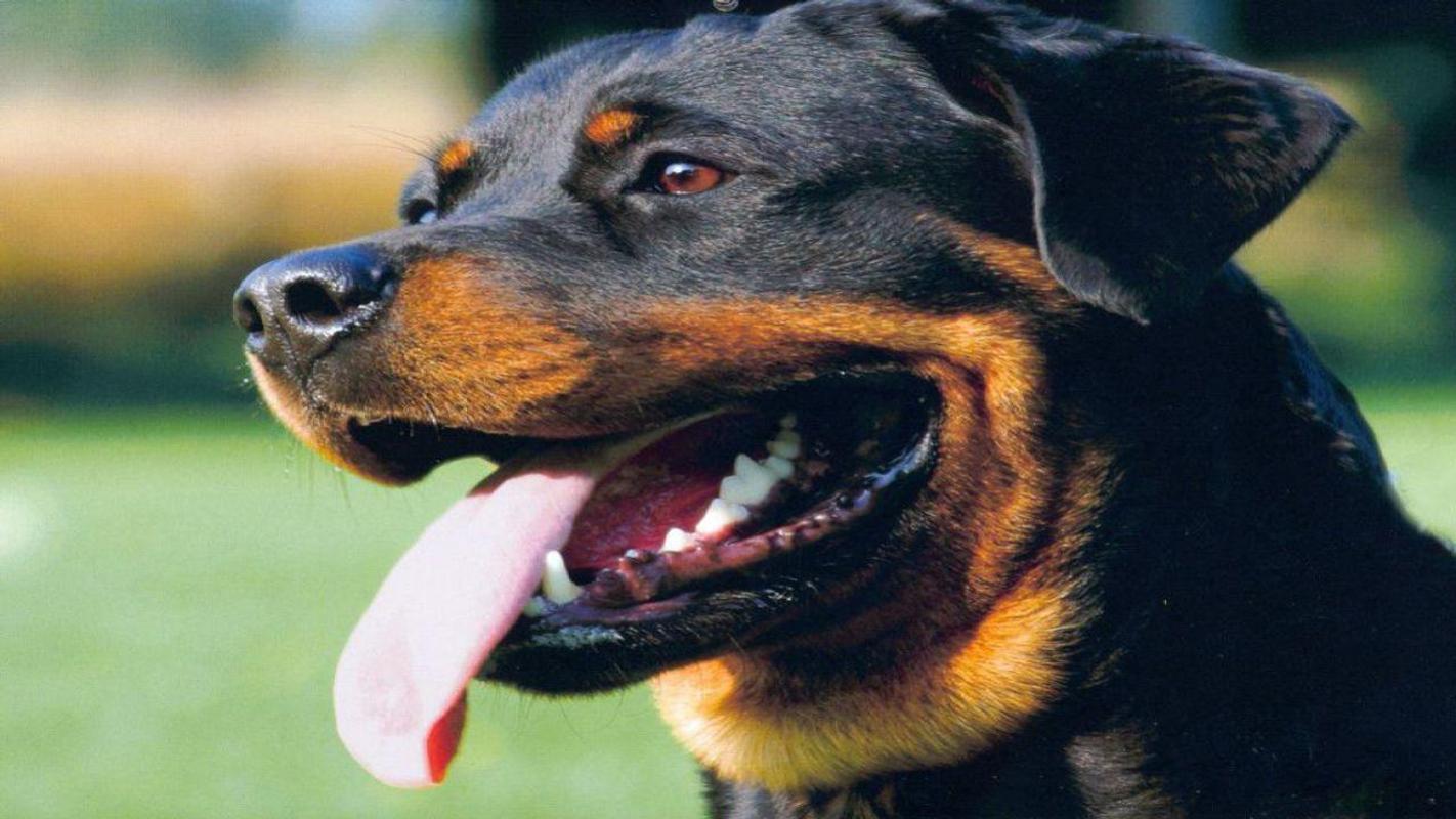 1422x800 Rottweiler Wallpaper for Android