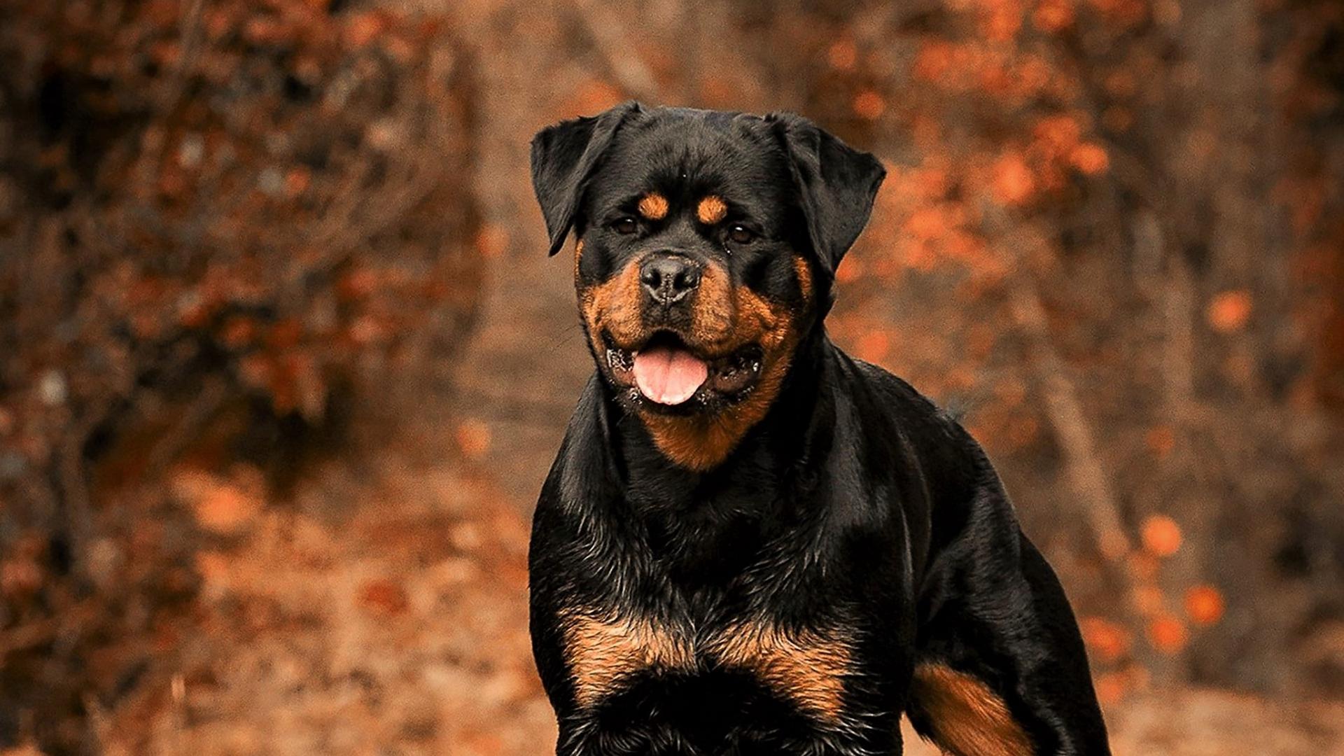 Hd Rottweiler Wallpapers Top Free Hd Rottweiler Backgrounds