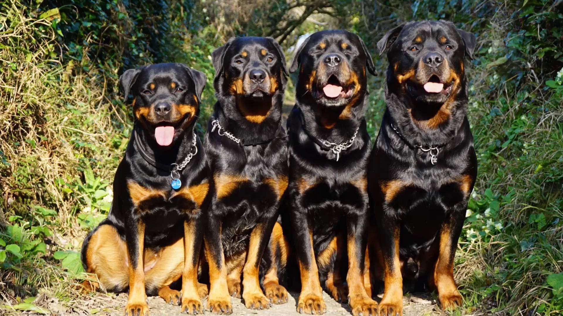 1920x1080 Rottweiler Dog Wallpaper