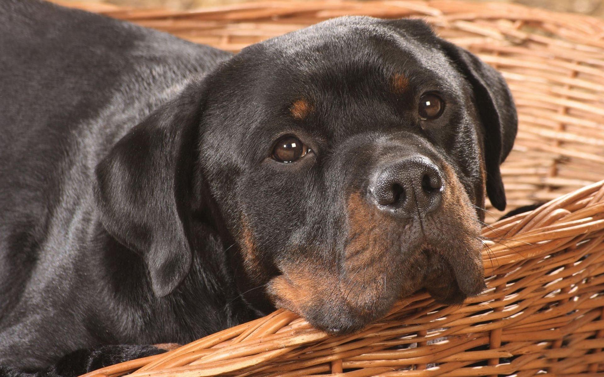 1920x1200 Rottweiler HD Wallpaper and Background Image