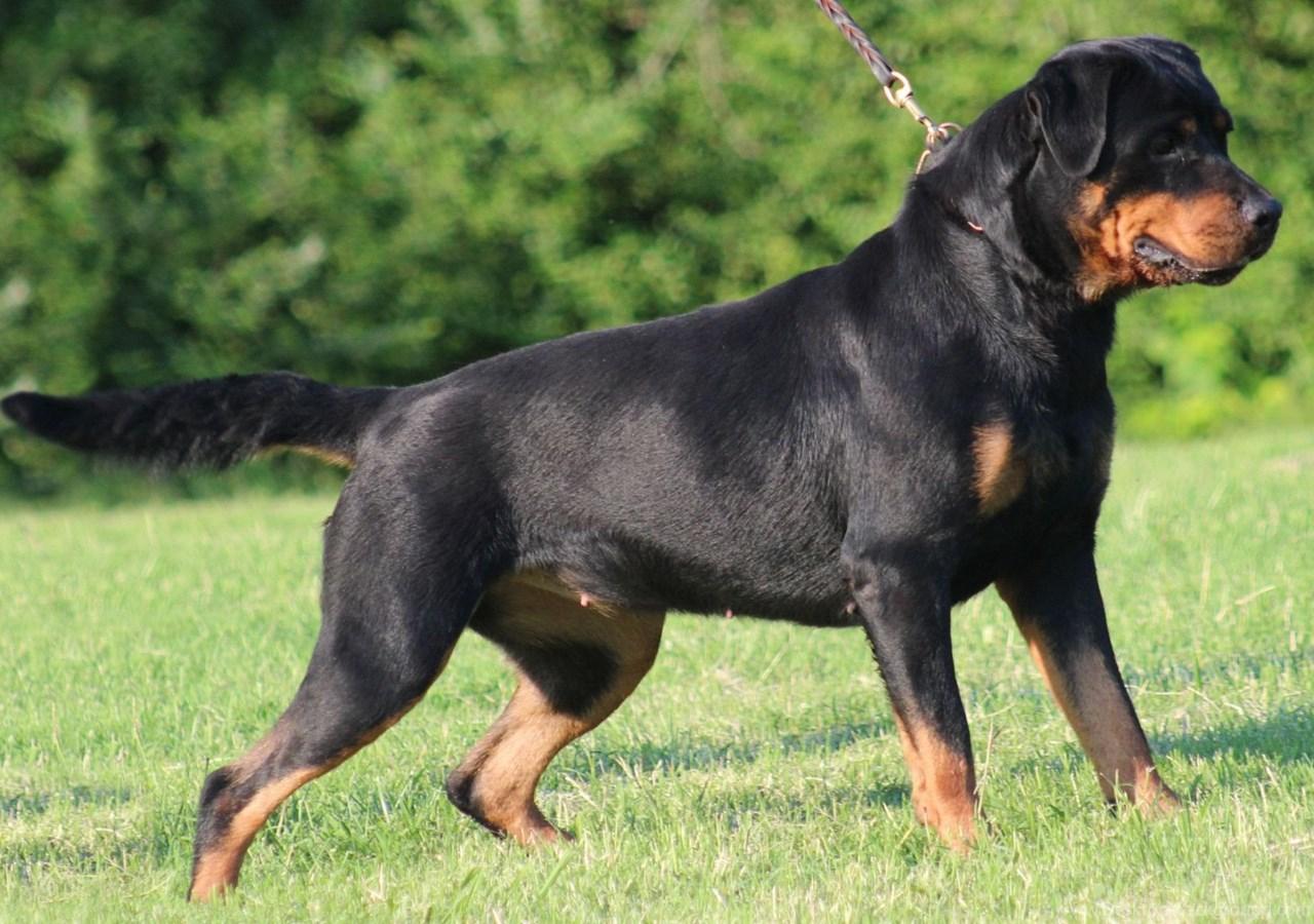 1280x900 Rottweiler Wallpaper Desktop Background