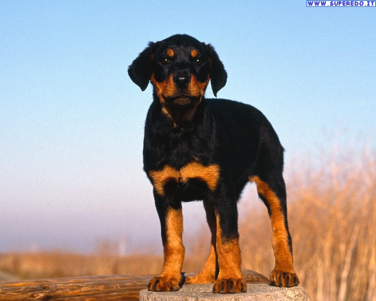 1280x1024 Rottweiler Wallpaper • HD Wallpaper