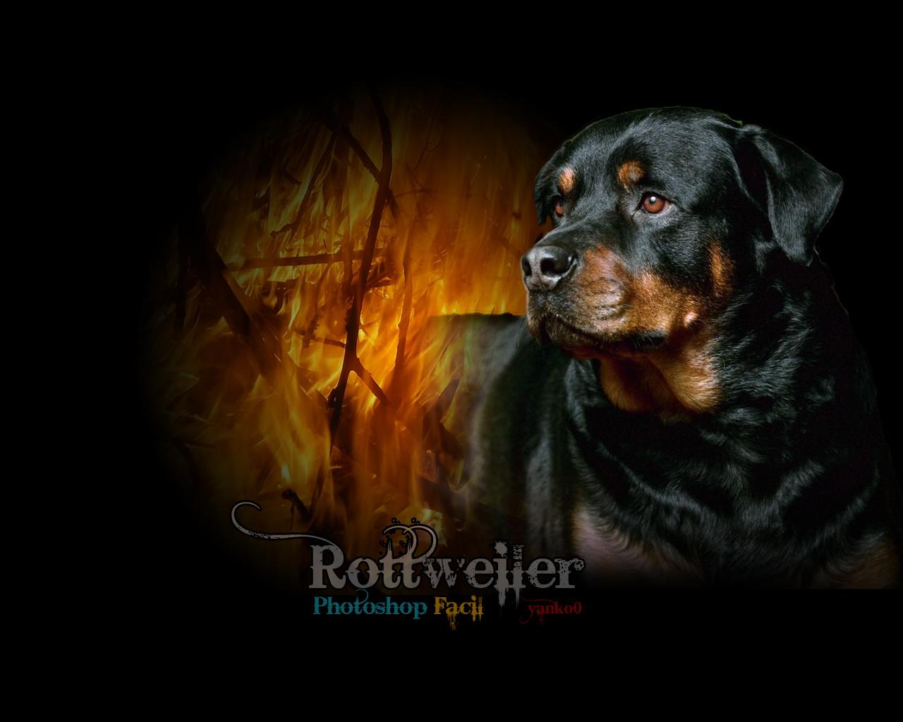 1280x1024 1280x1024px Rottweiler Wallpaper