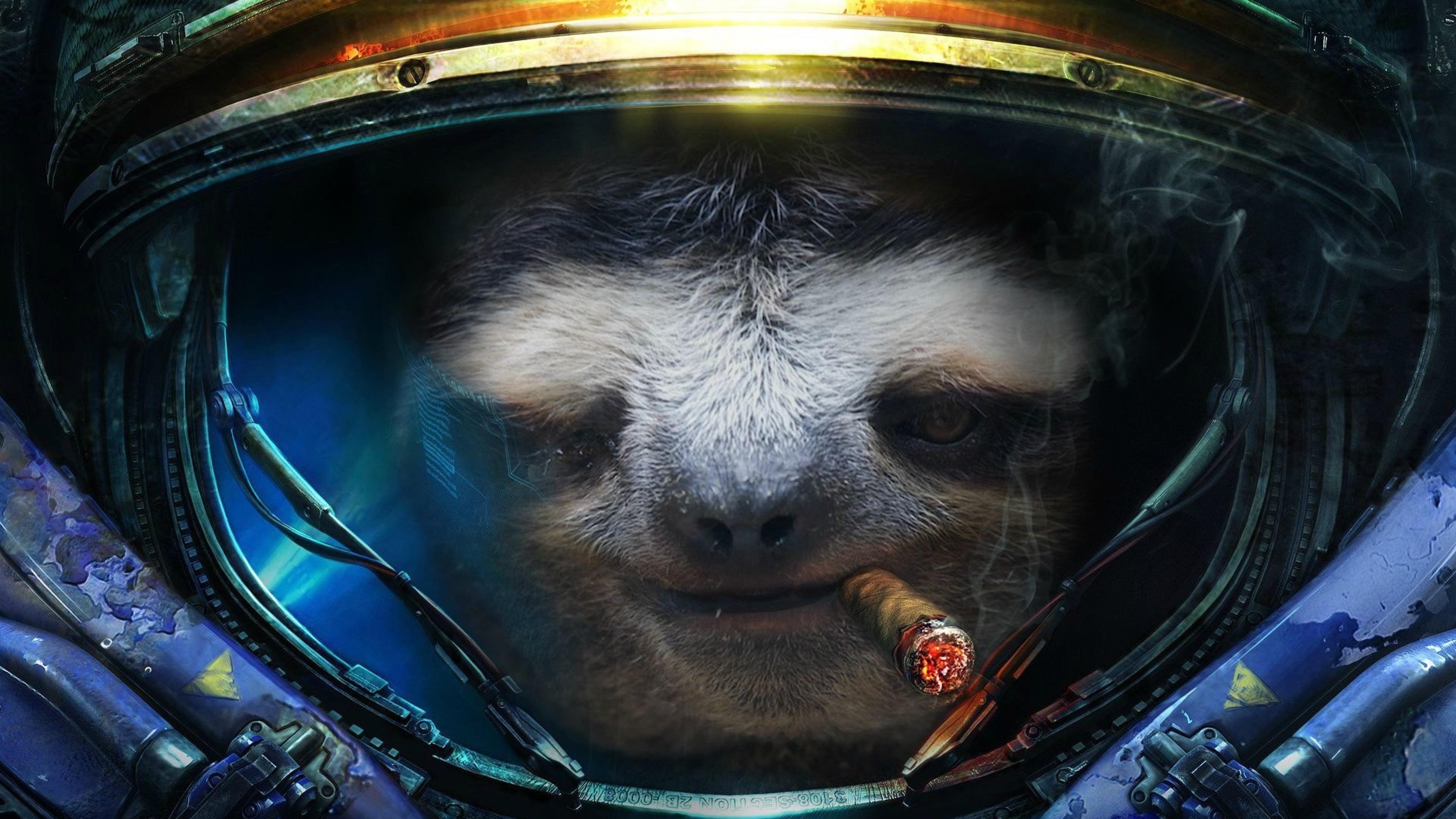 sloth desktop wallpaper hd