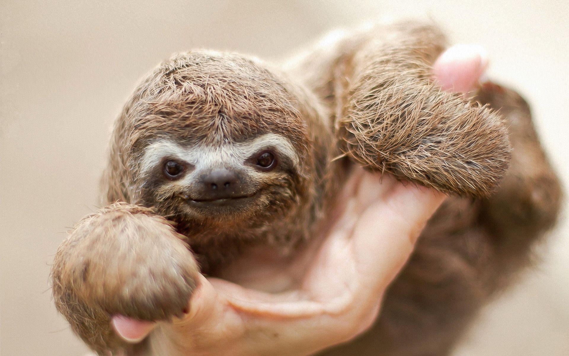Hình nền 1920x1200 Baby Sloth