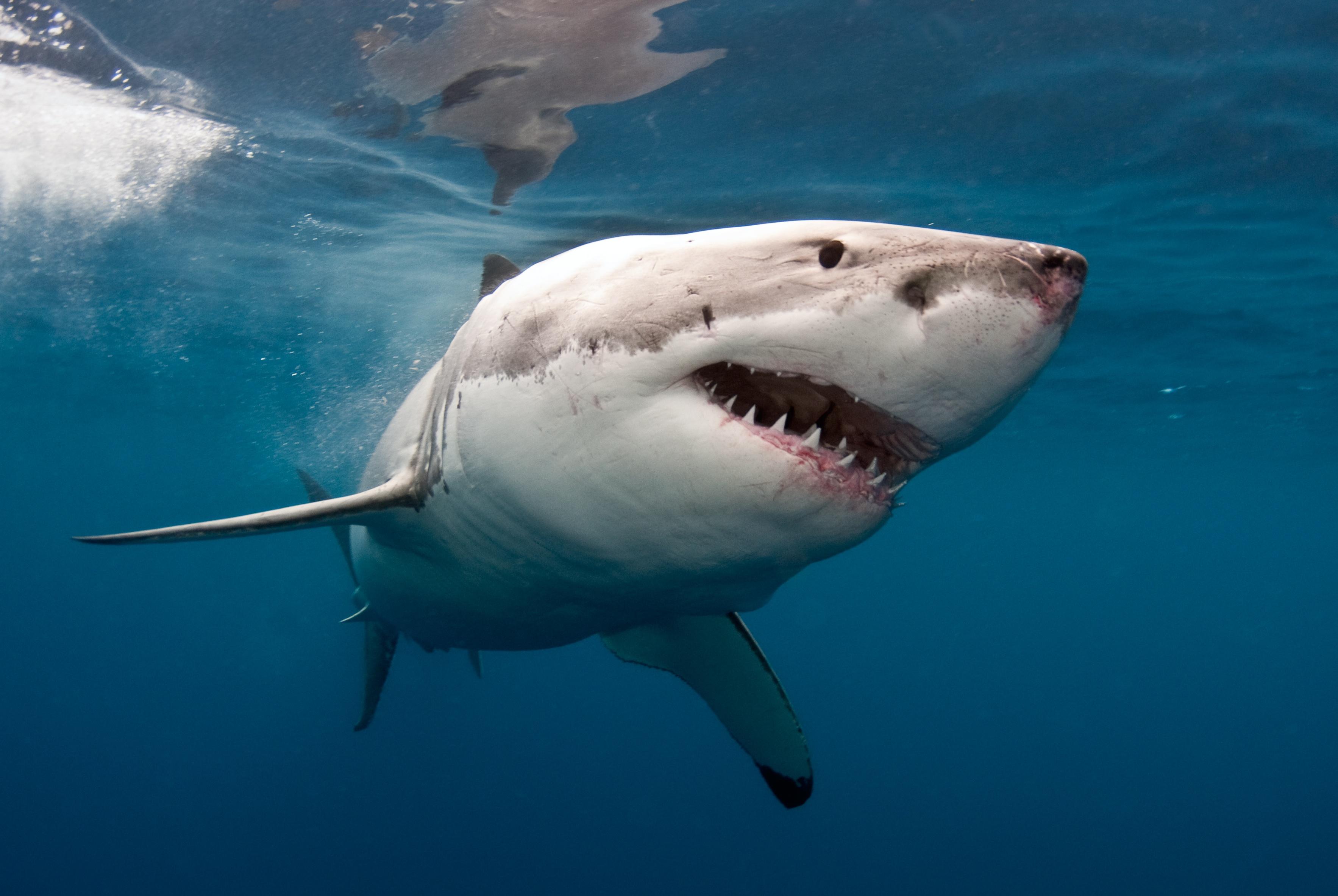 3533x2366 Great White Shark Hình nền và Hình nền HD - Hình nền