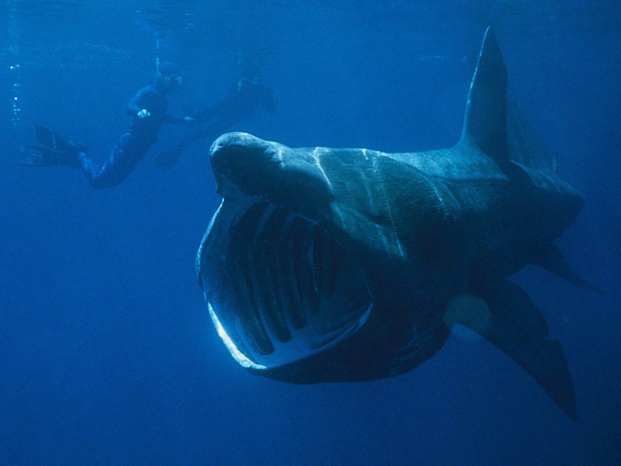 1280x960 Free Shark Wallpaper