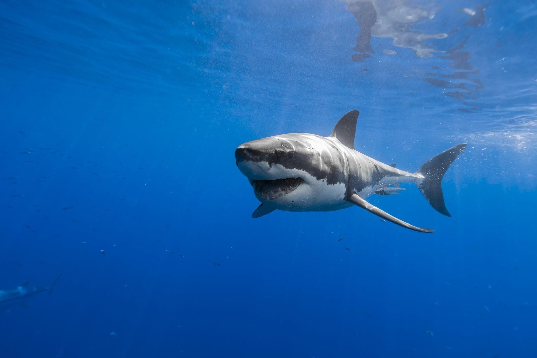 shark 2 in 1 matrix plus