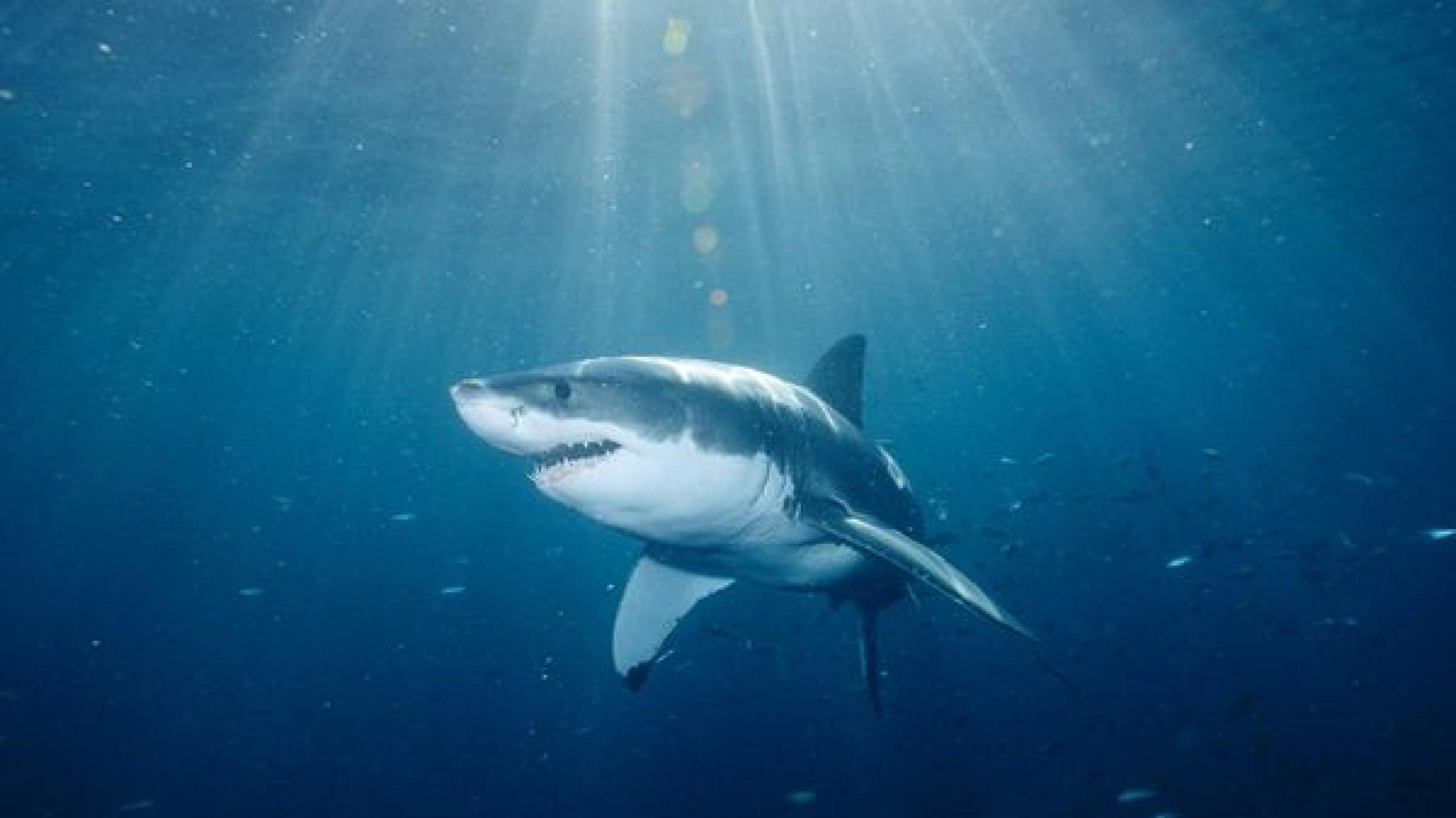 2560x1440 Shark Wallpaper HD Picture