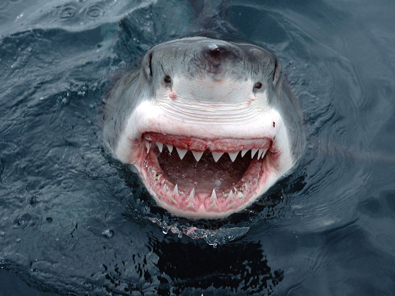 1600x1200 Shark Wallpaper