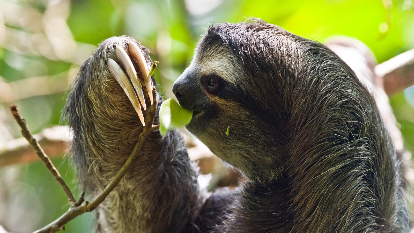 1600x900 Sloth HD