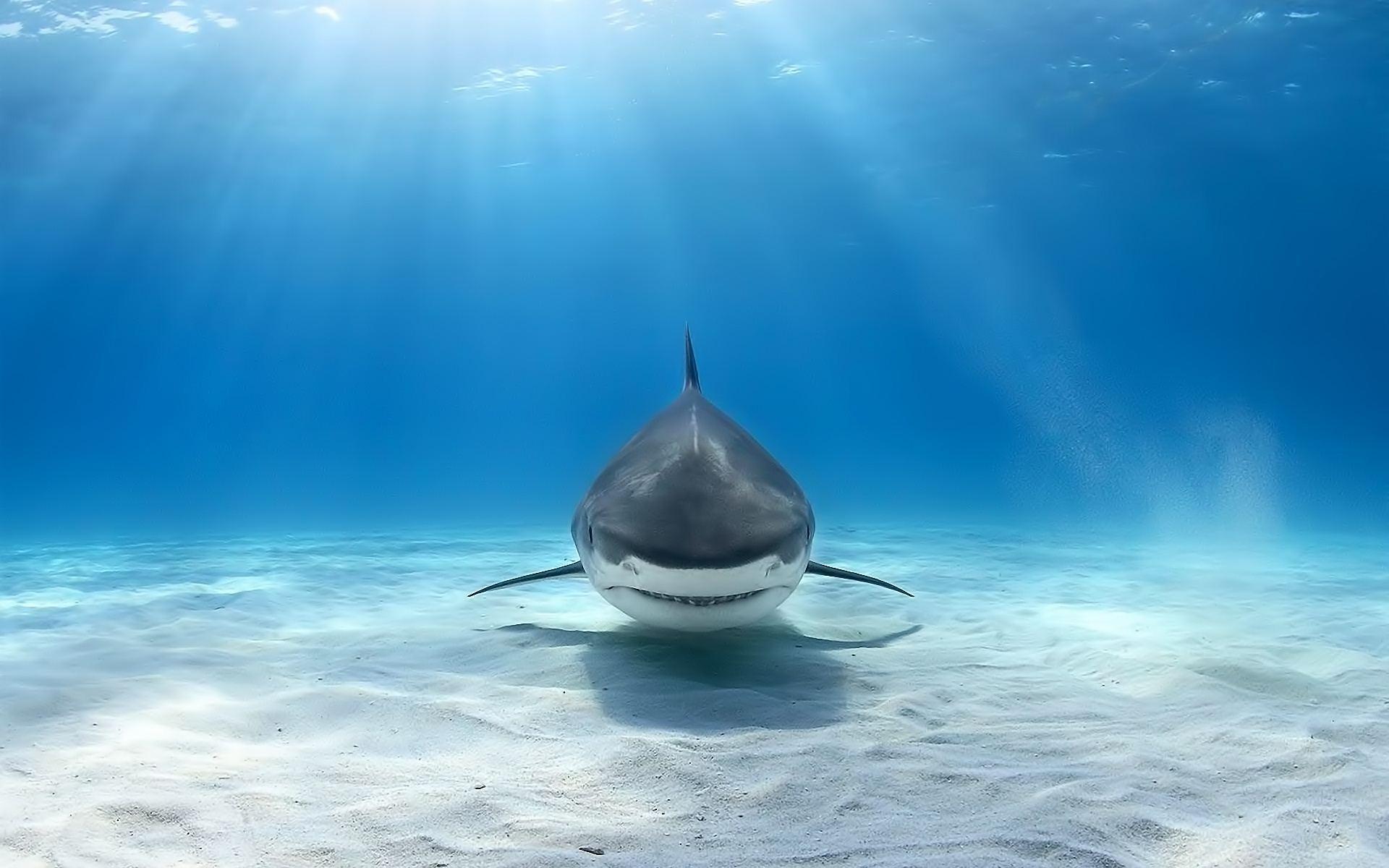 1920x1200 Shark Wallpaper Image Photo Picture Background