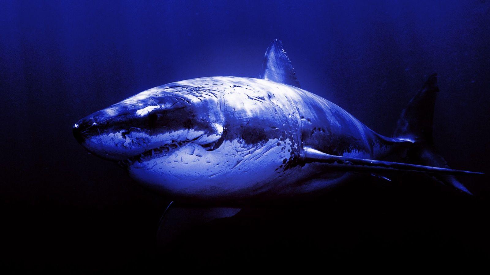 1600x900 Shark Wallpaper 1080p CO5IV9