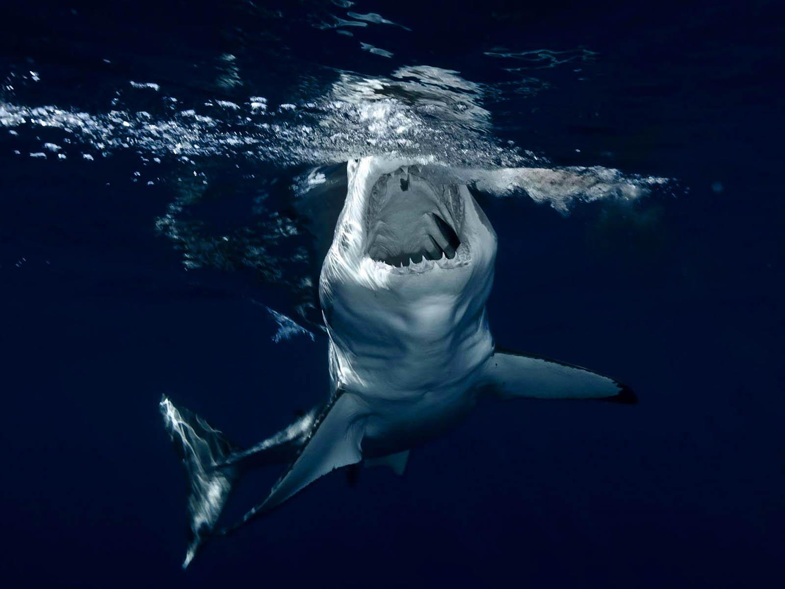 1600x1200 1600x1200px Shark Wallpaper