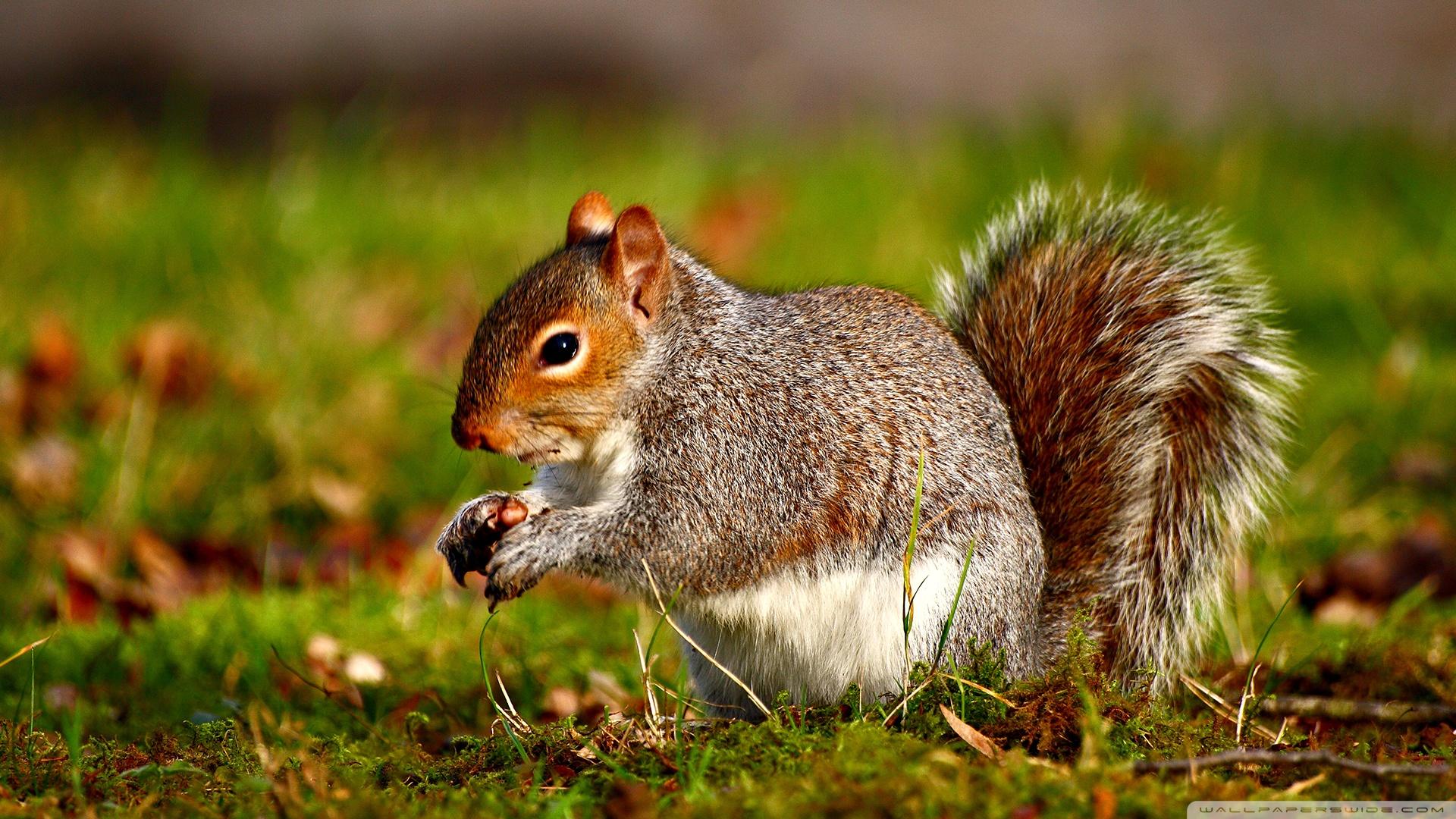 6,000+ Free Squirrel & Nature Images - Pixabay