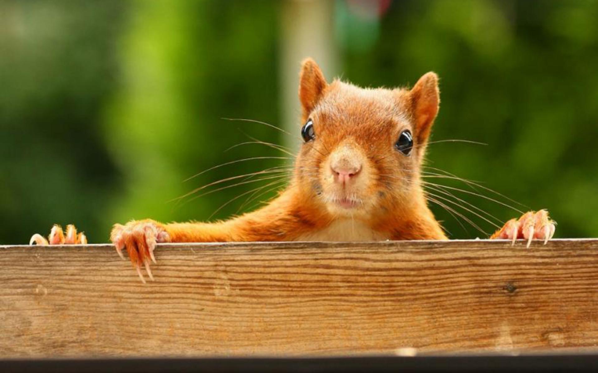 1920x1200 Squirrel Computer Background