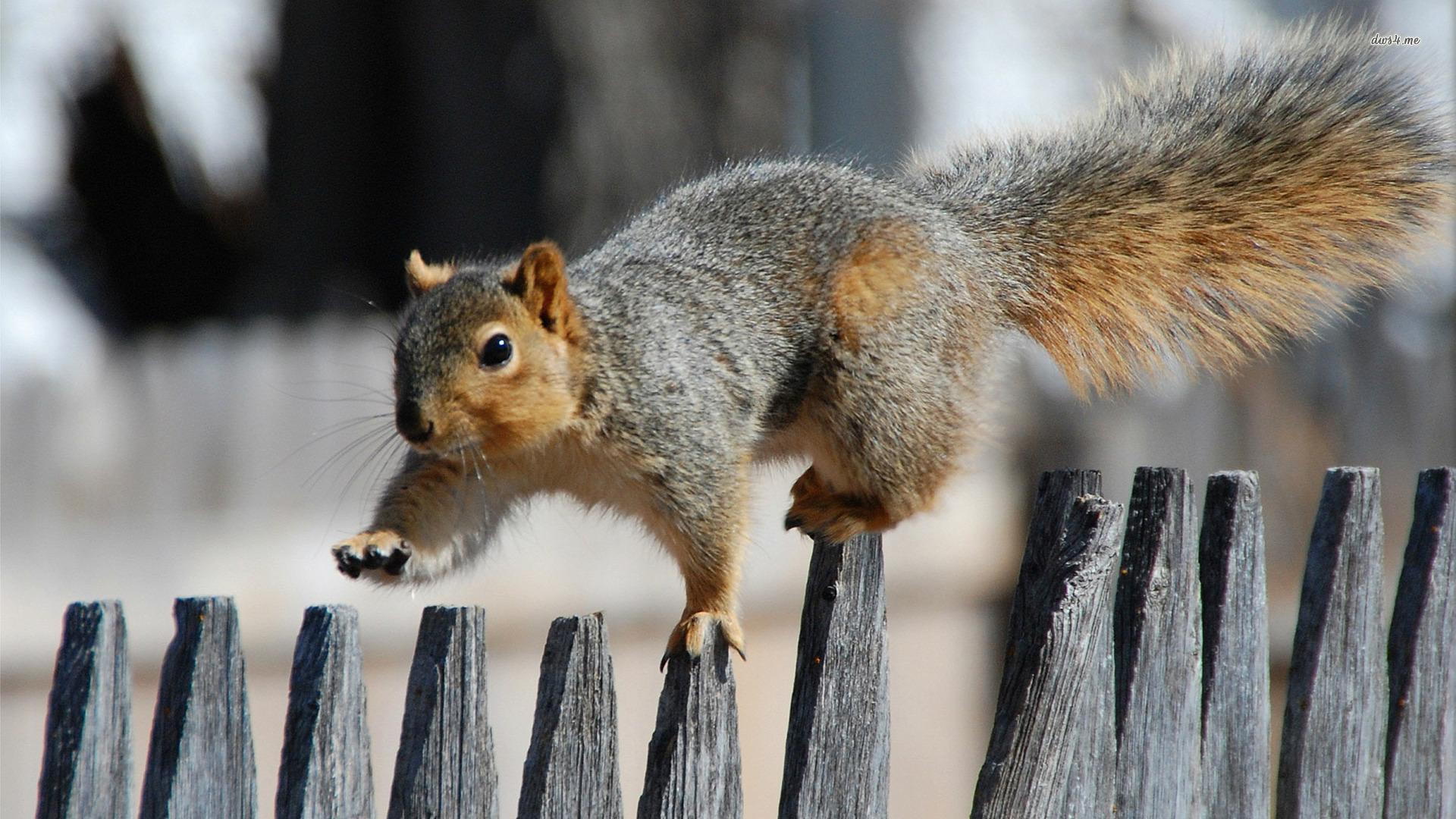 1920x1080 Free Squirrel Wallpaper High Resolution at Wildlife Monodomo