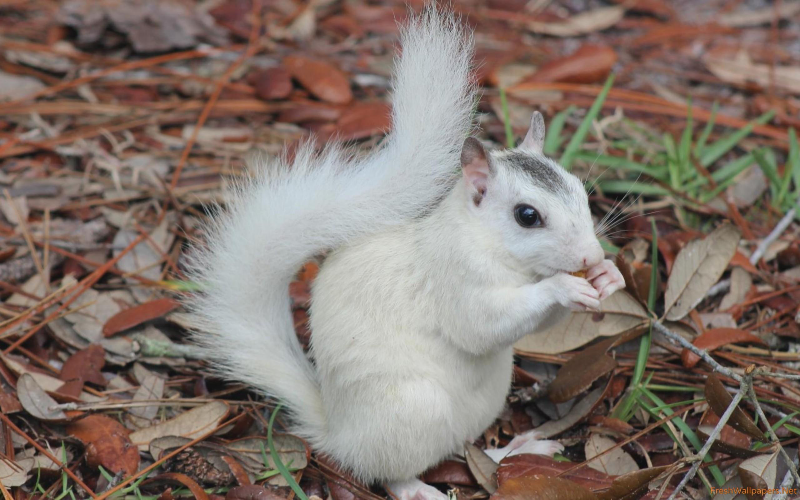 2560x1600 White squirrel wallpaper