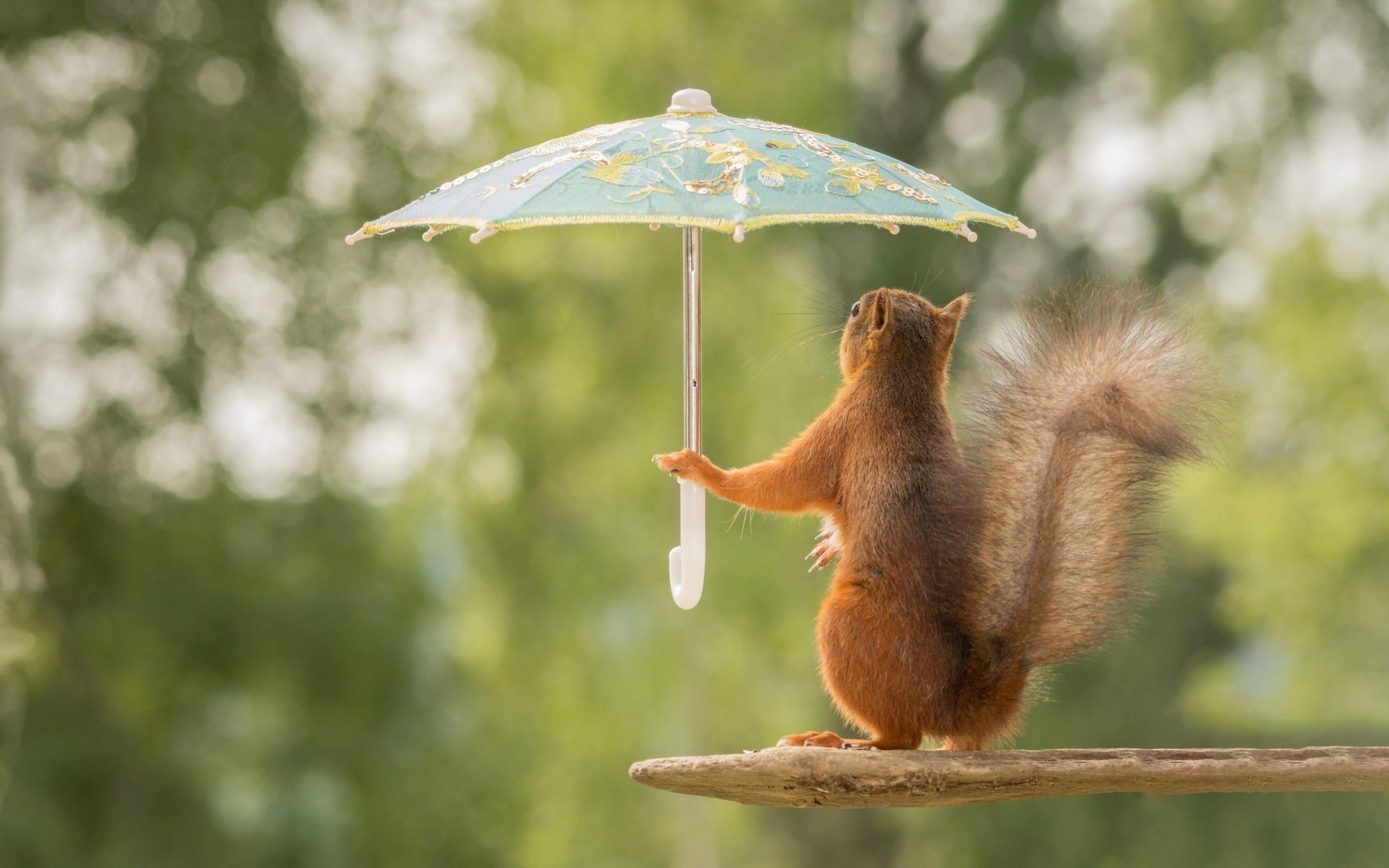 120 Squirrel wallpaper ideas | squirrel, pet birds, animals wild