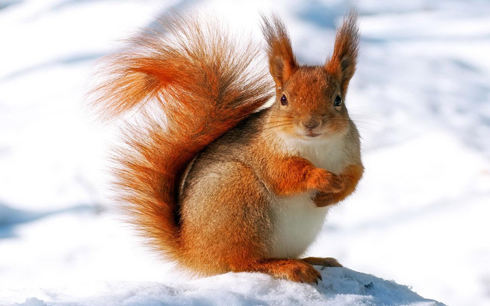 1680x1052 Snow Squirrel Wallpaper