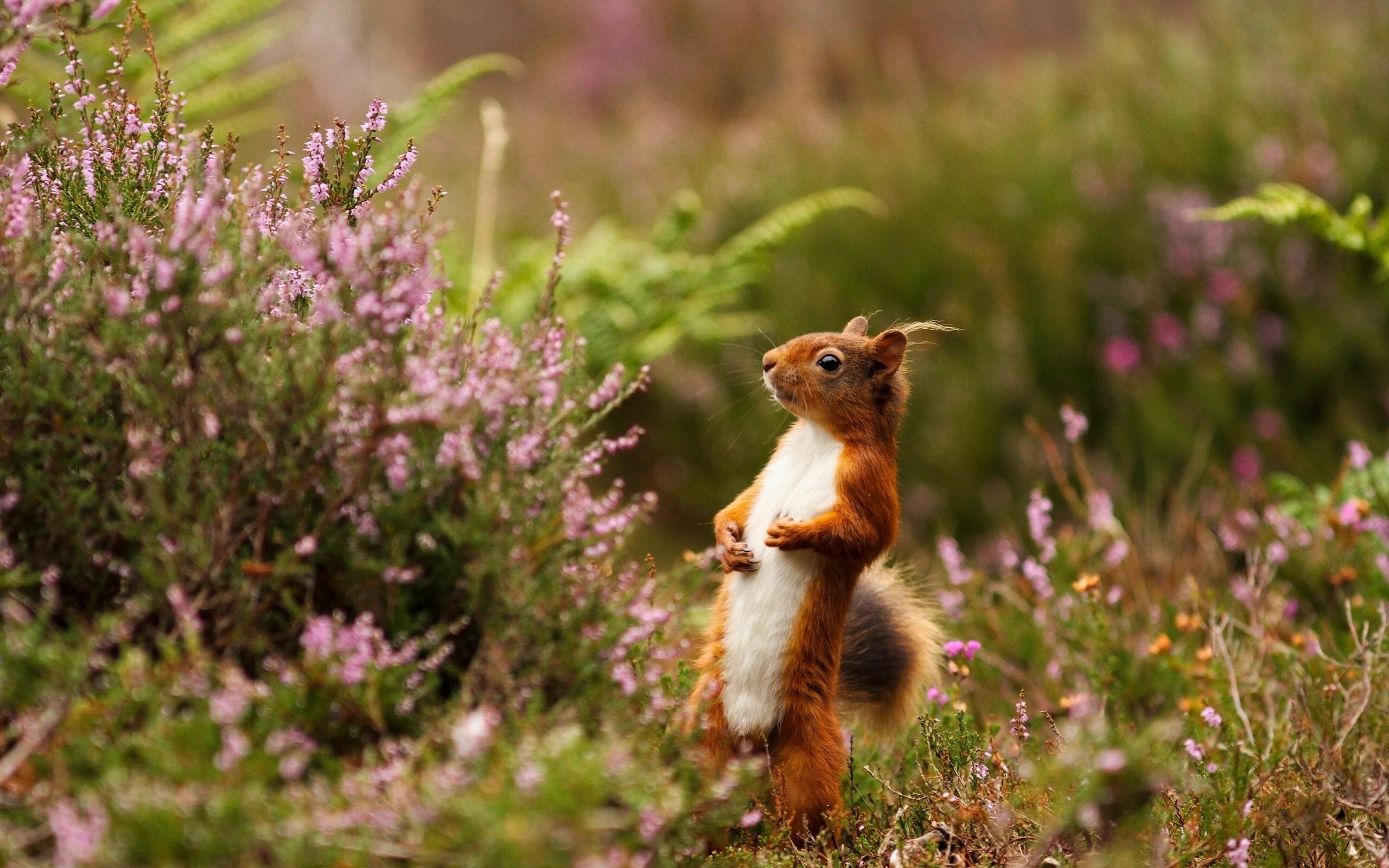 2560x1600 Squirrel Wallpaper 17 X 1600