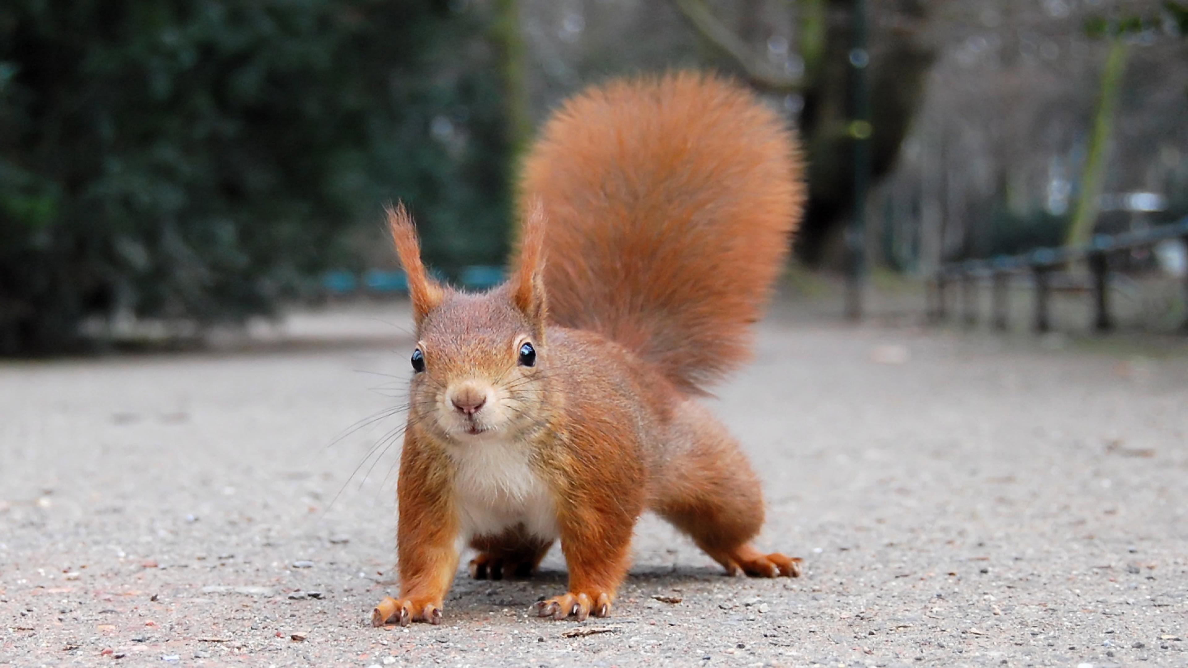 3840x2160 Squirrel Wallpaper Download QK9VB. ZyZiXuN E Journal