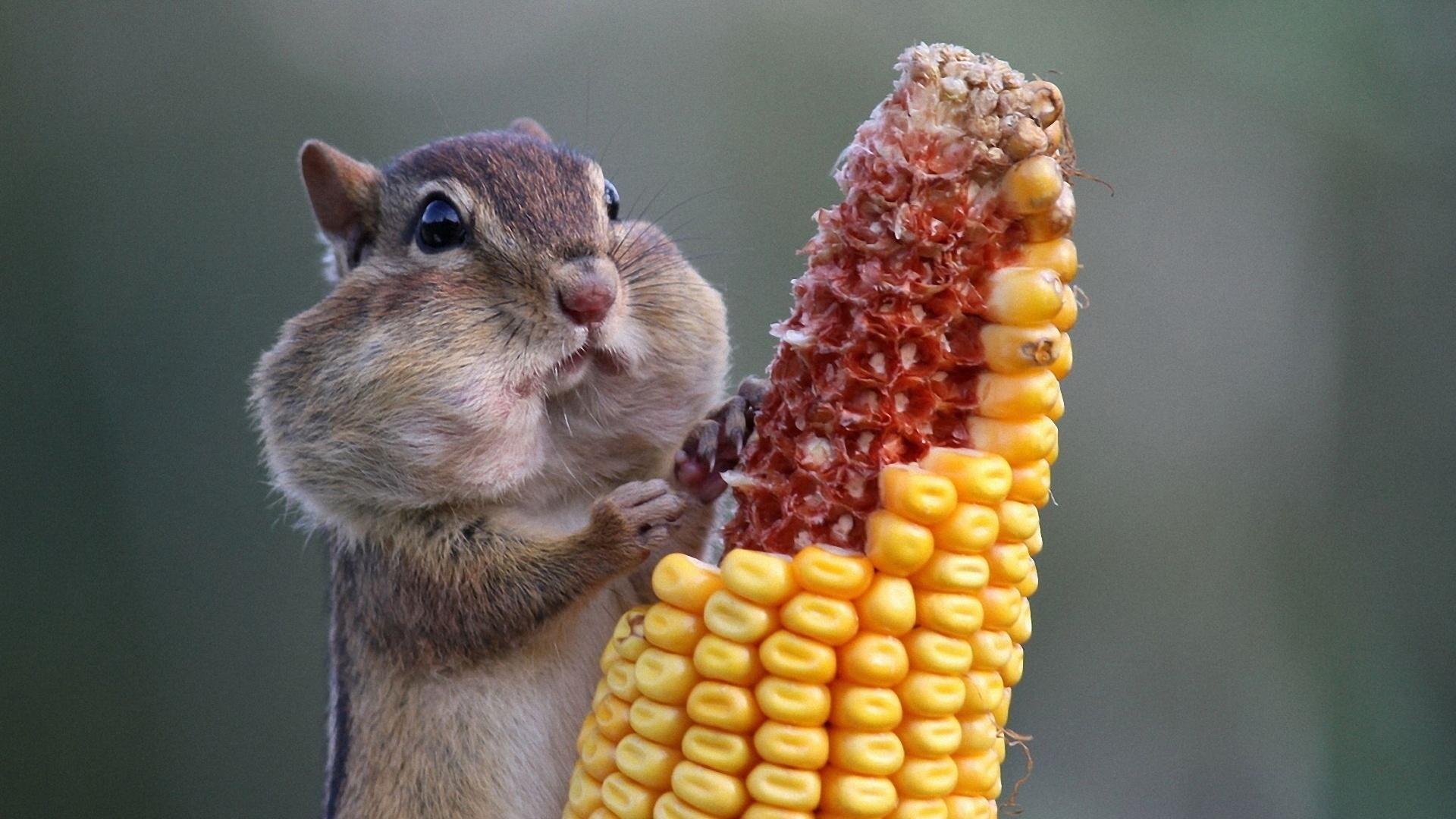 1920x1080 Squirrel Wallpaper 14.July.2018 High Resolution