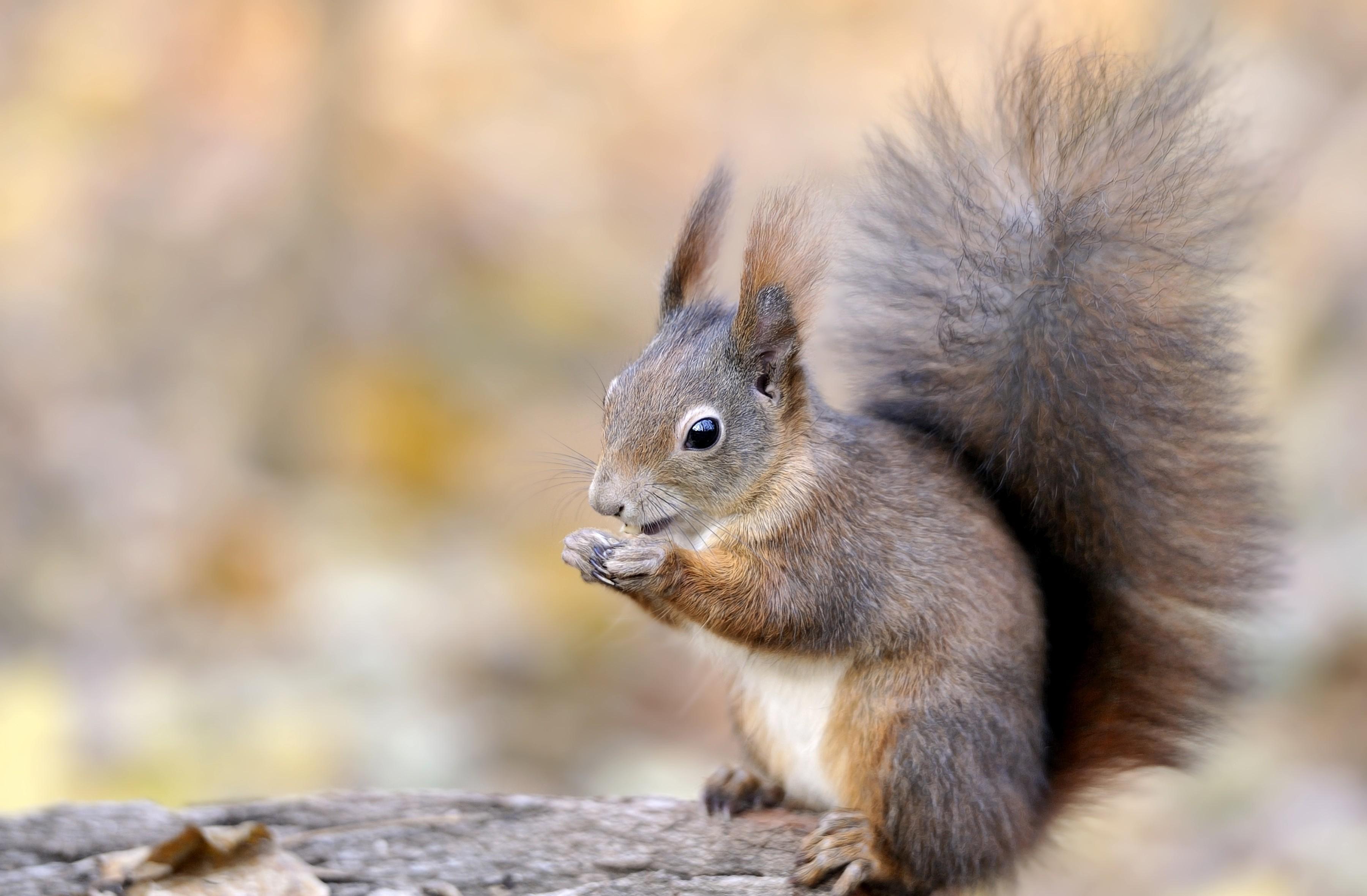 3600x2361 Squirrel Wallpaper 34486. Best Free Desktop HD Wallpaper