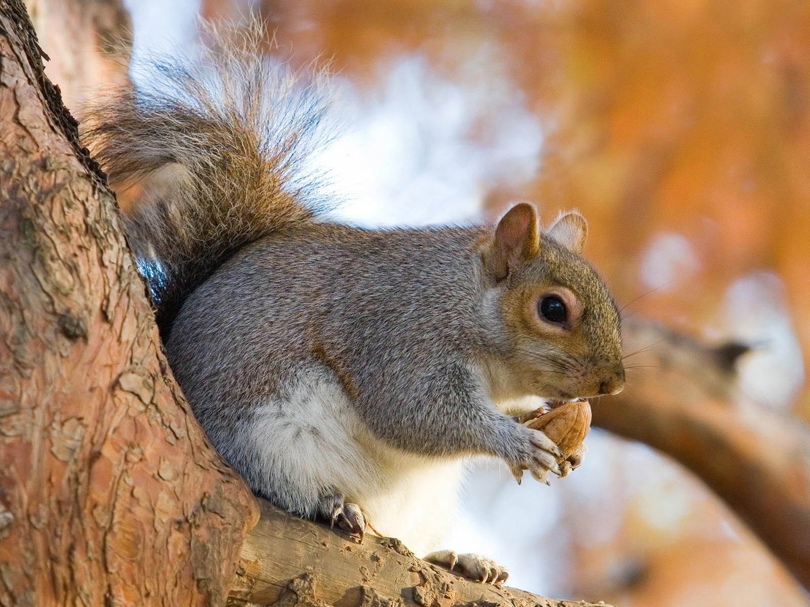 1600x1200 Squirrel Wallpaper. Animals Wallpaper Gallery