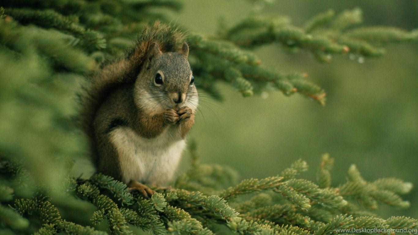 1366x768 Squirrel Wallpaper Desktop Background