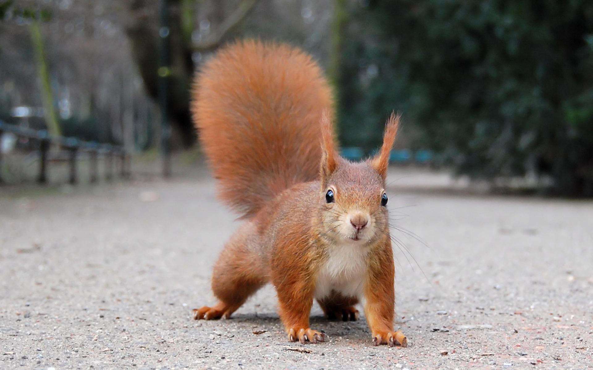 1920x1200 Squirrel Wallpaper High Quality