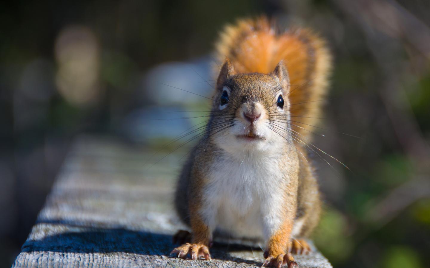 1440x900 Squirrel Wallpaper 15 X 1050