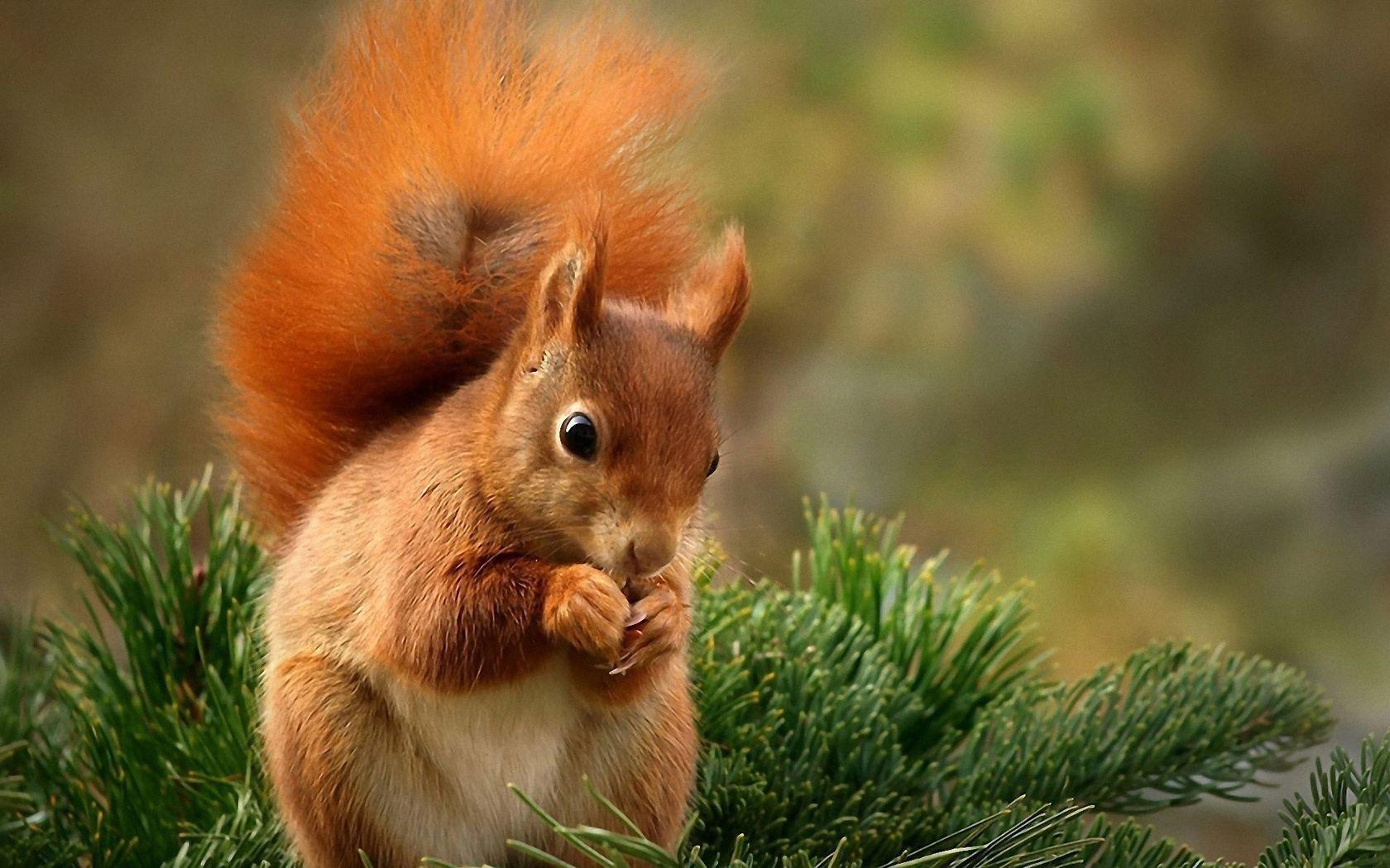 1680x1050 Squirrel Wallpaper