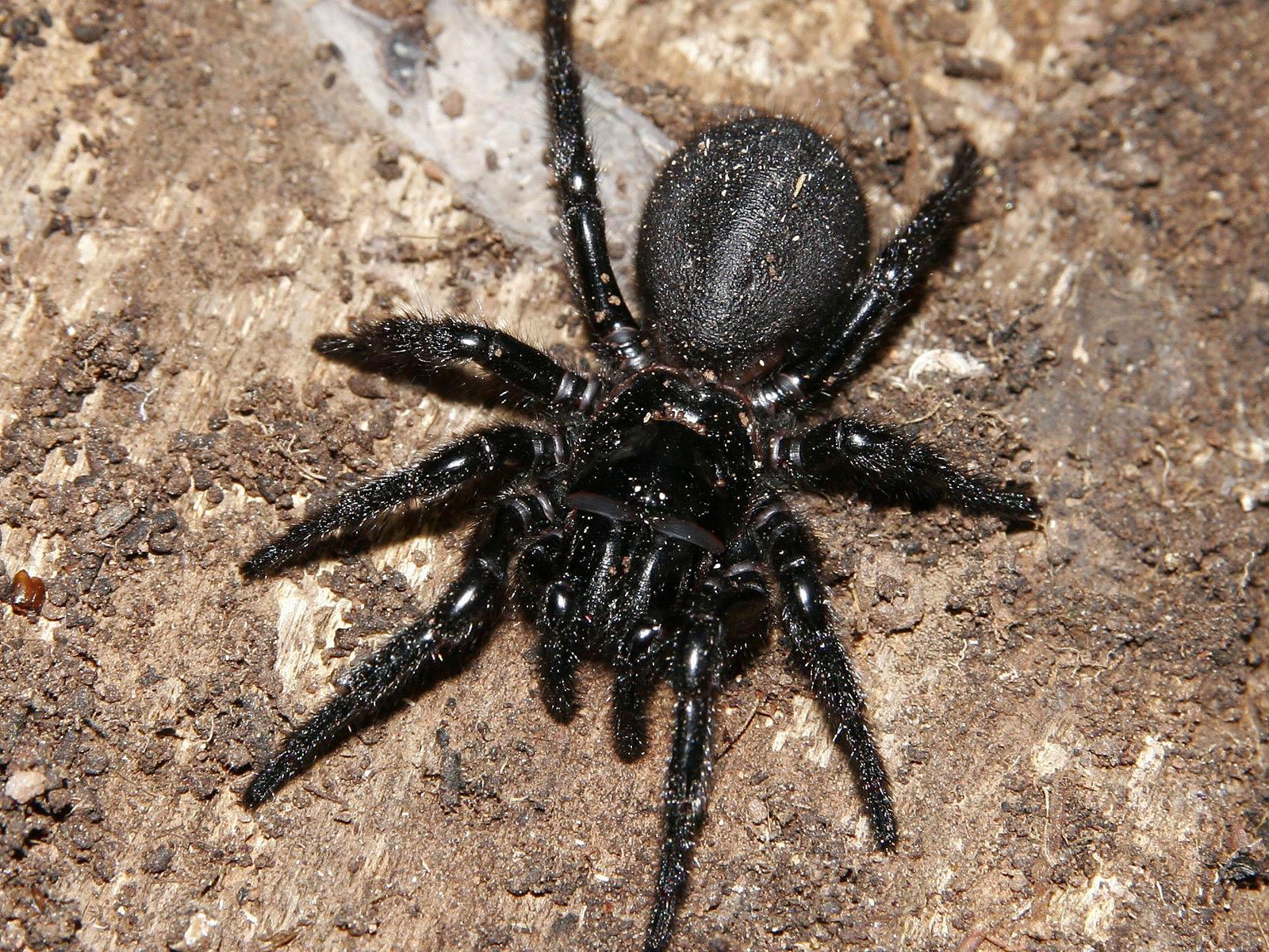 1600x1200 Spider Wallpaper 8 X 1200