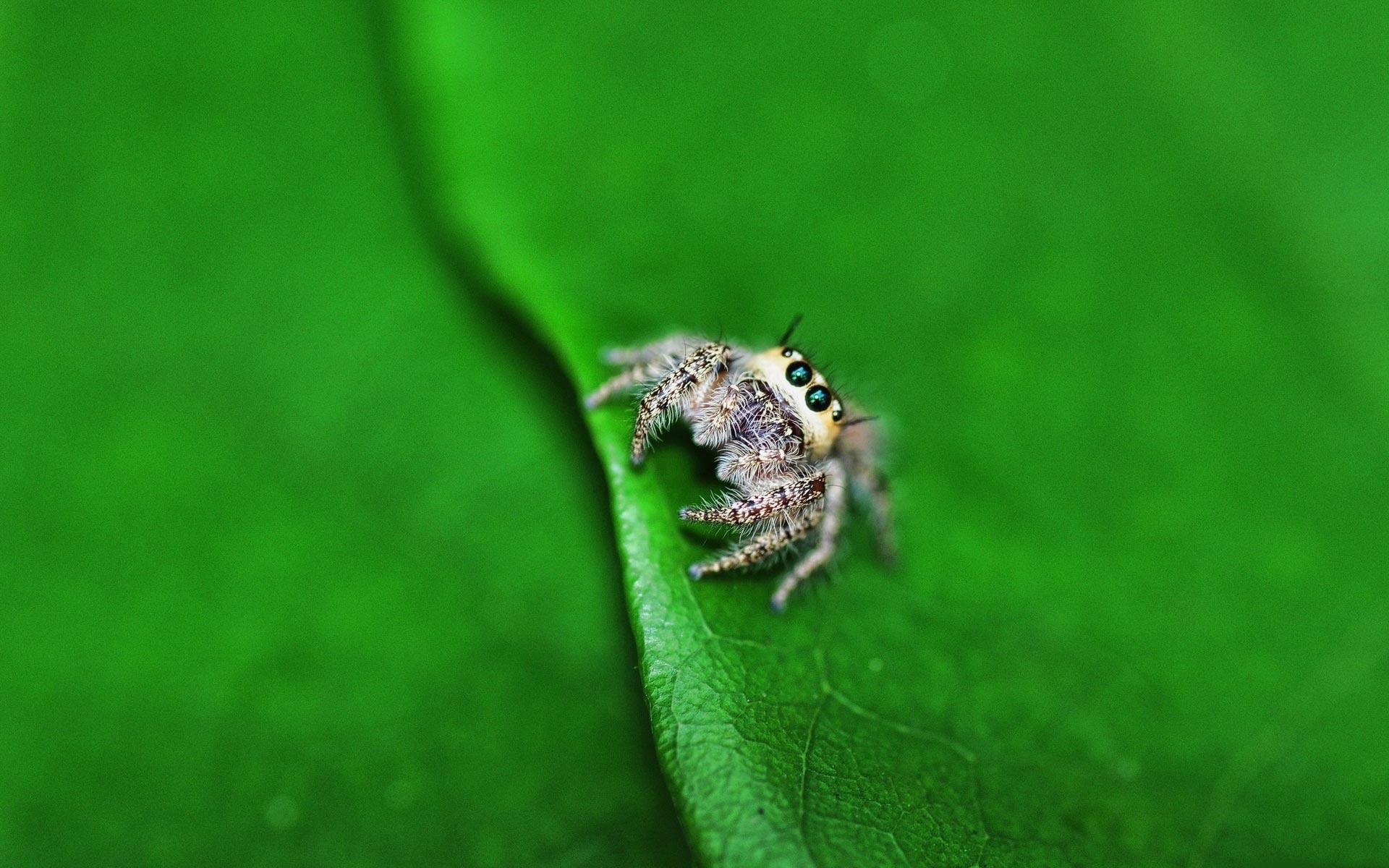 1920x1200 Spider Wallpaper