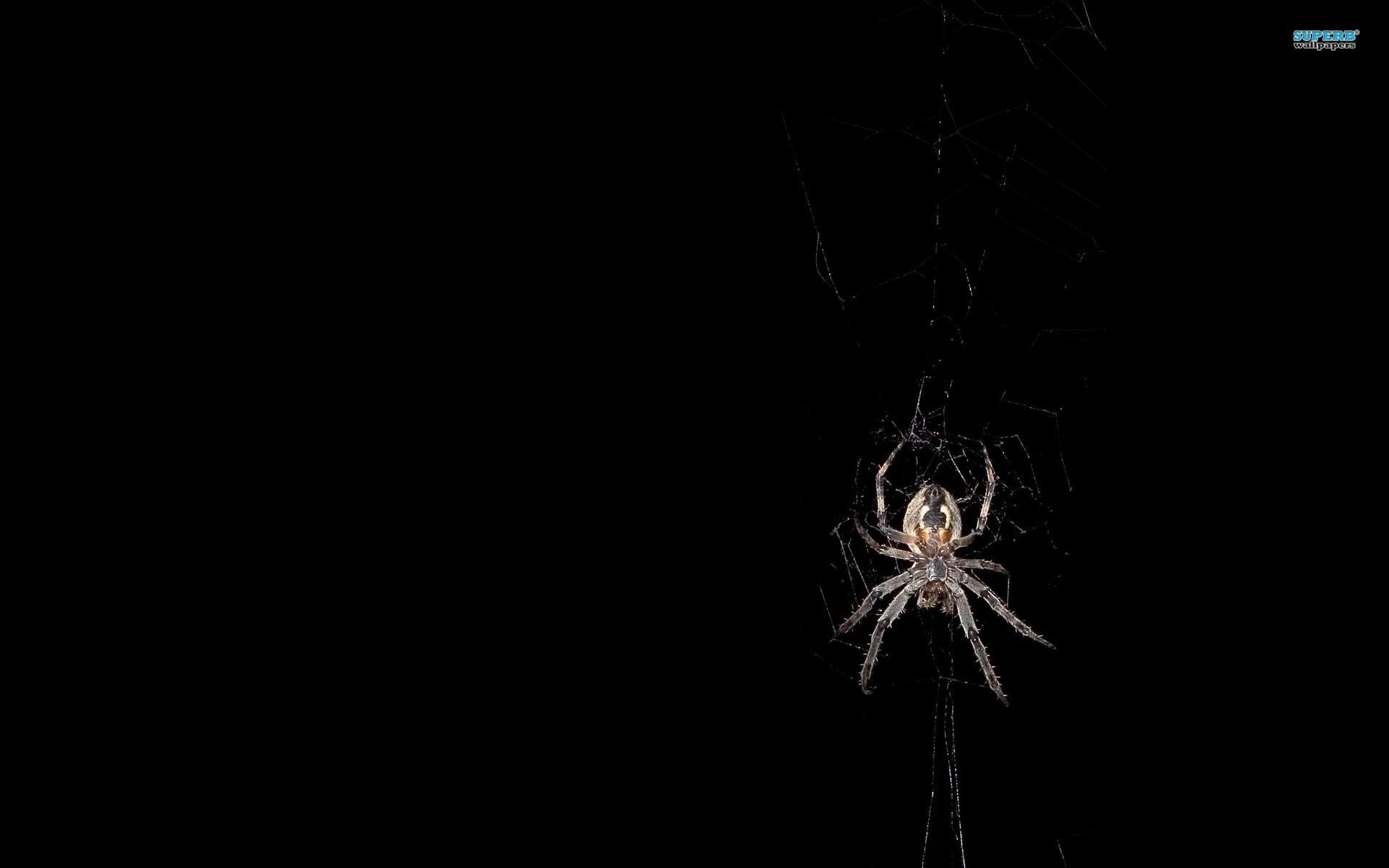 1920x1200 Spider Wallpaper Free Downloads