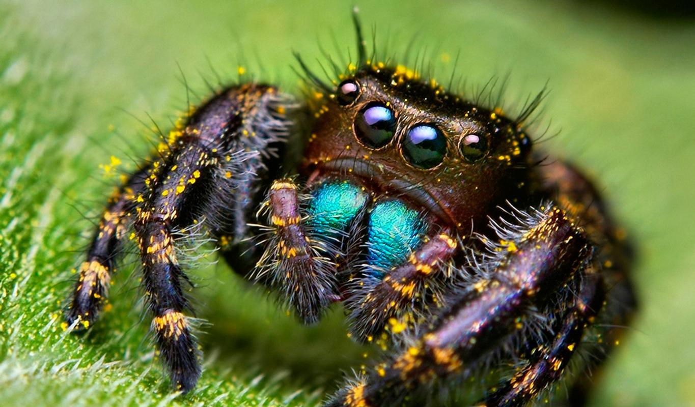 1365x800 Spider Wallpaper for Android