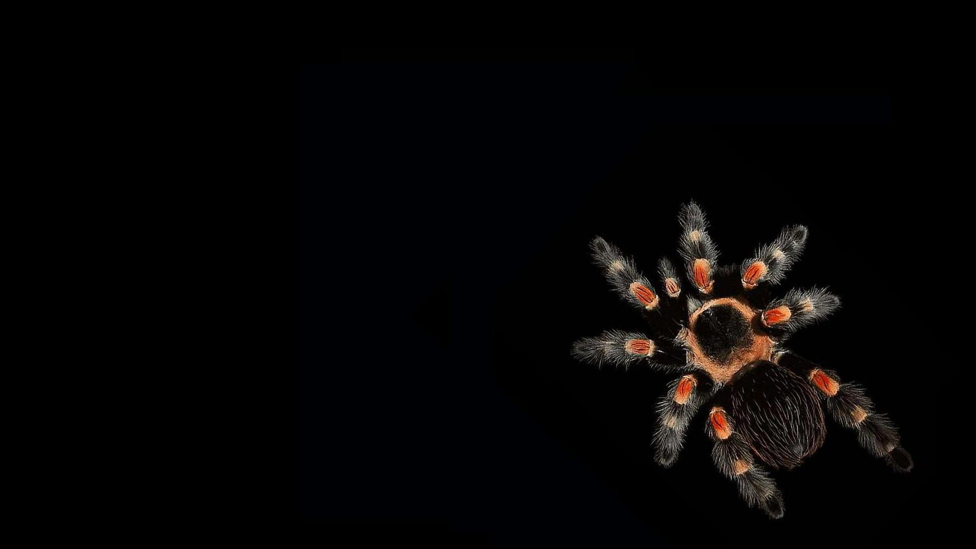 1920x1080 Spider wallpaper HD