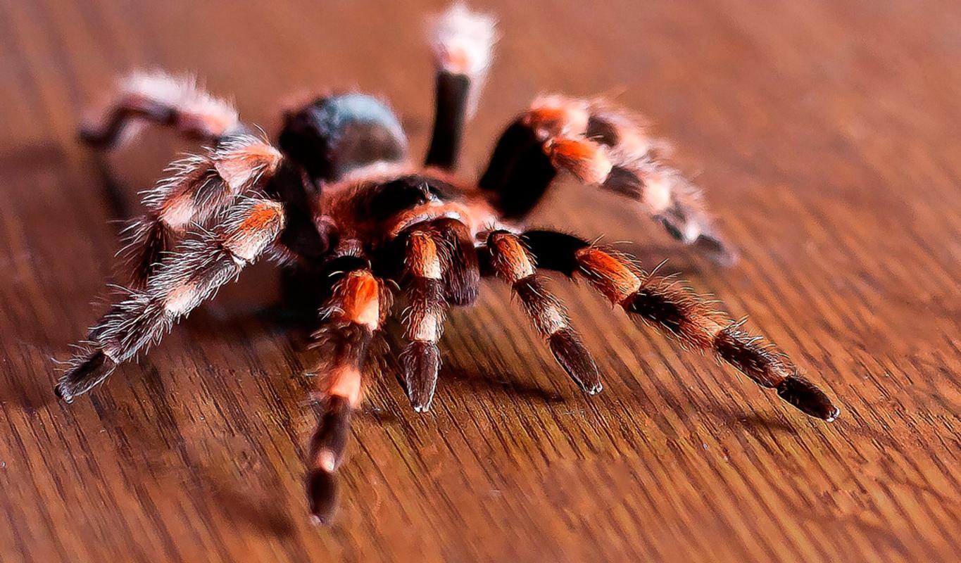 1365x800 Spider Wallpaper for Android