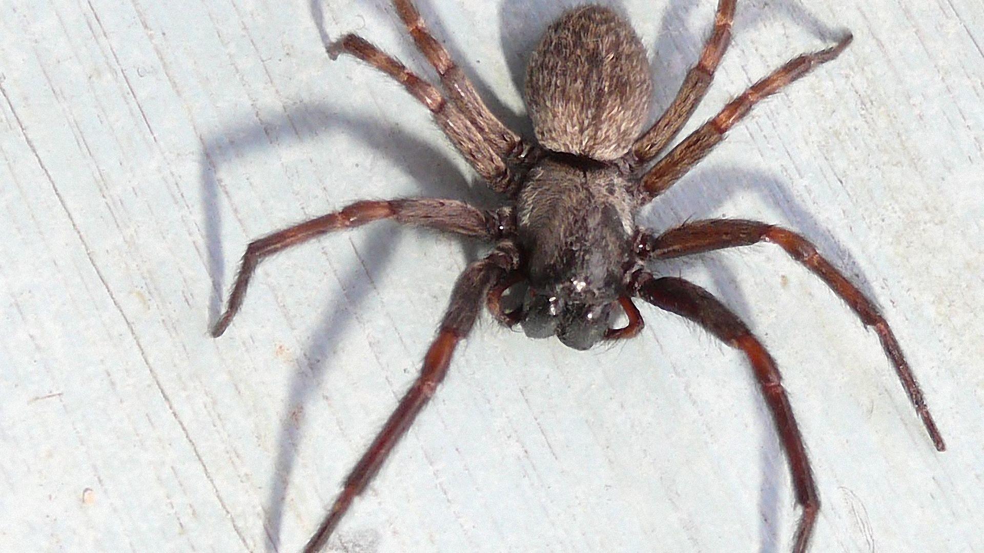 1920x1080 Spiders Wallpaper