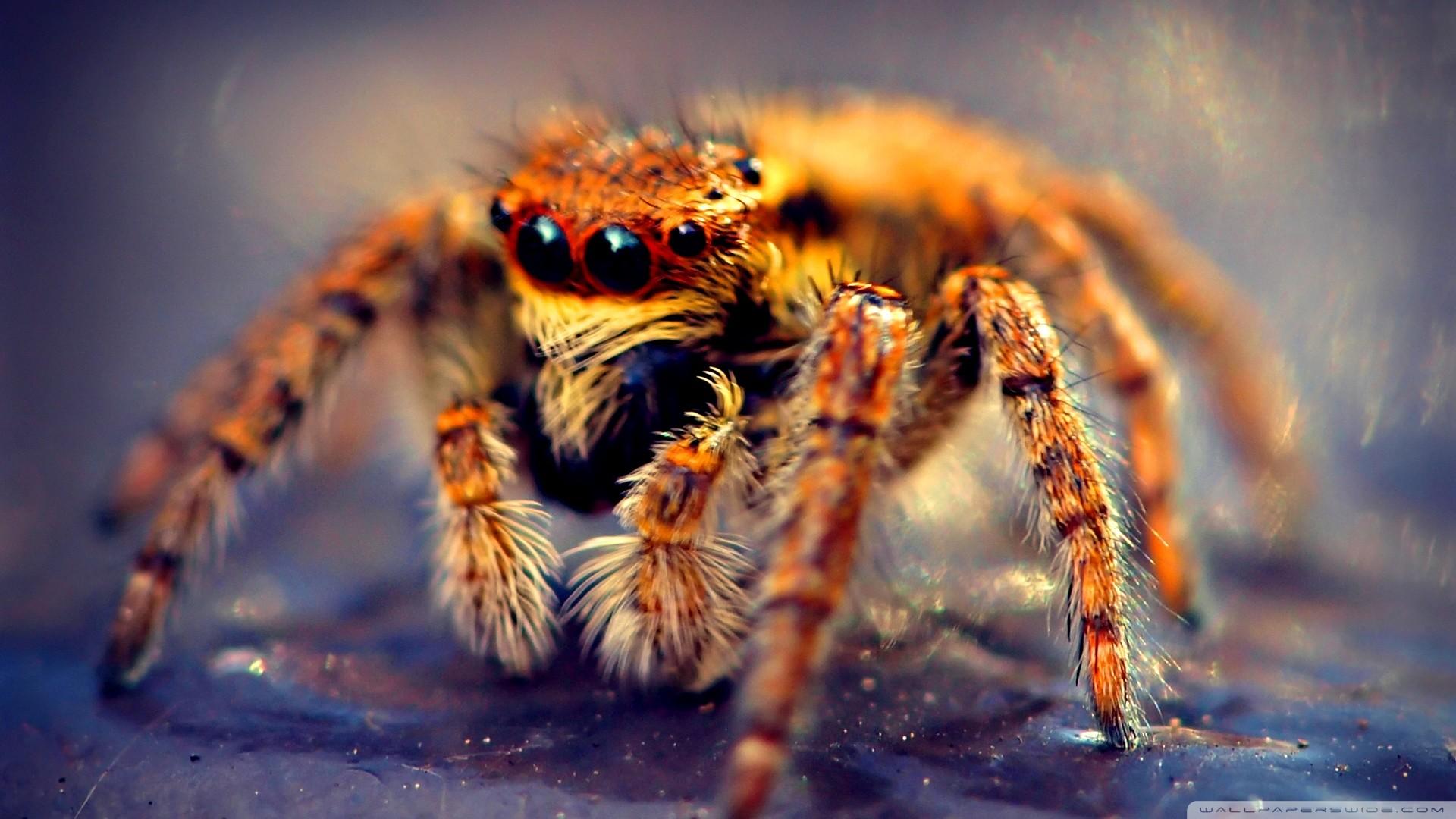 1920x1080 Spider Wallpaper