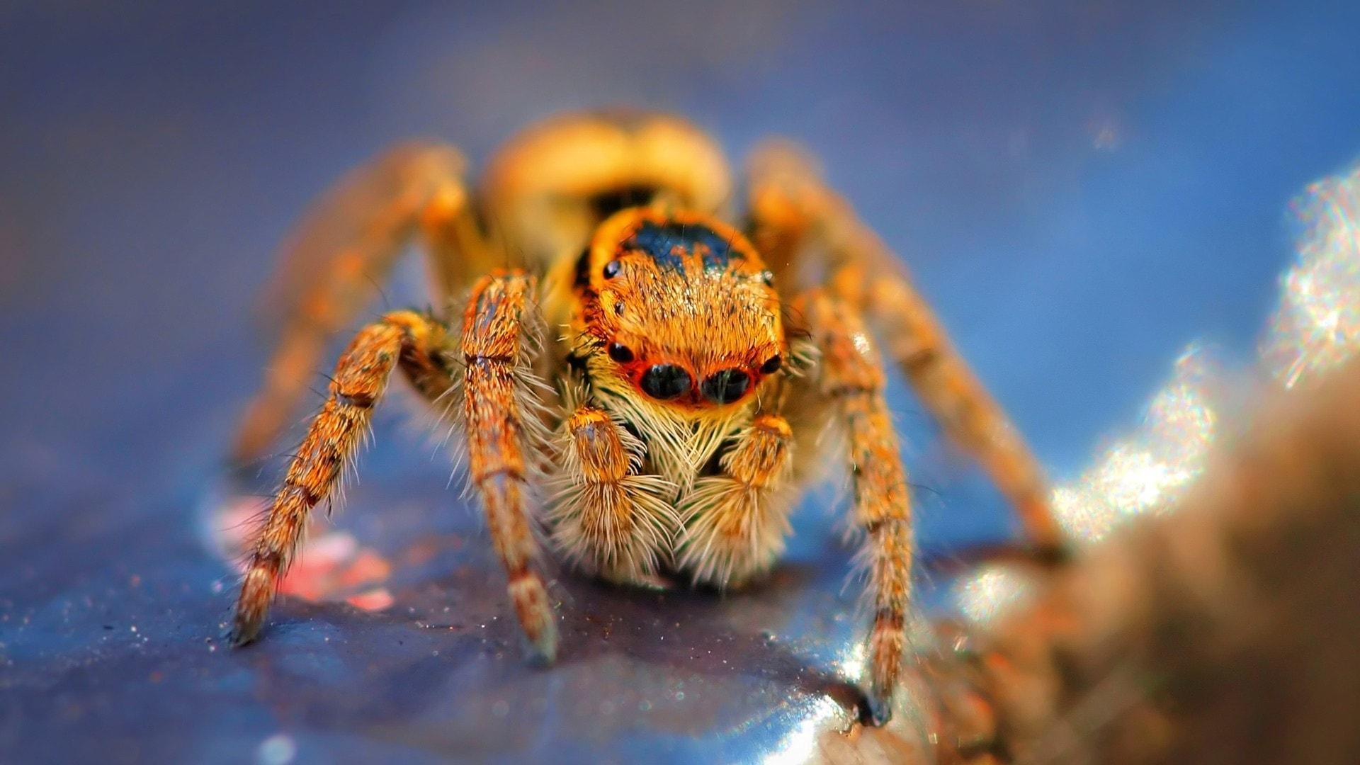 1920x1080 Spider Wallpaper Deskx1080 px