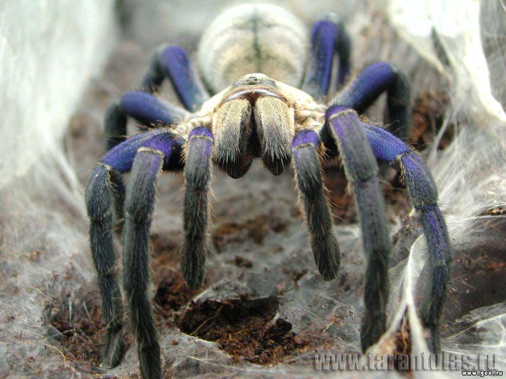 1024x768 Top Selection of Spider Wallpaper