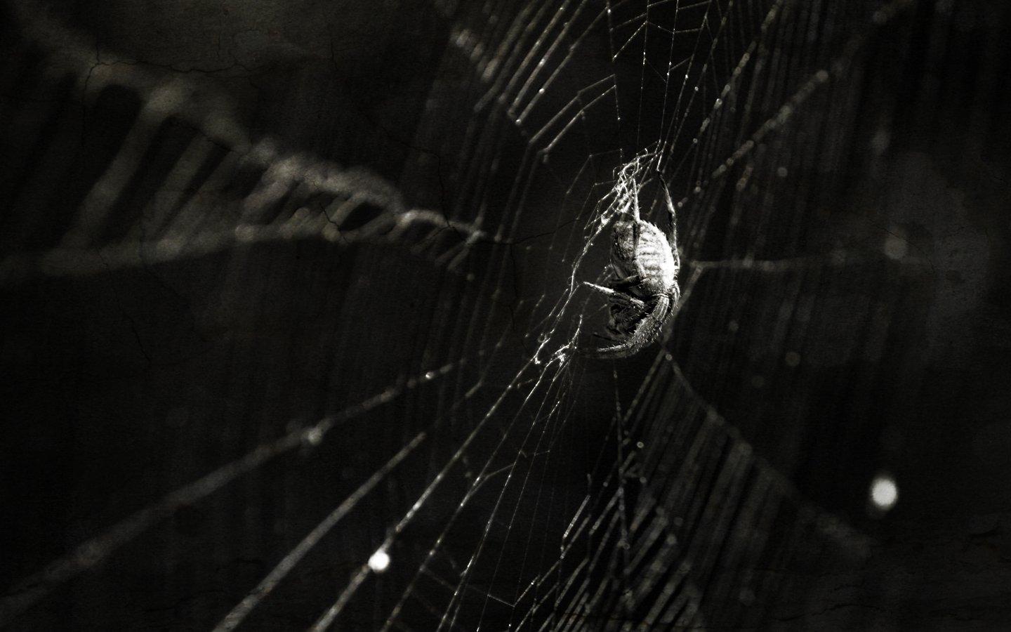1440x900 Spider Wallpaper For Windows #zmT